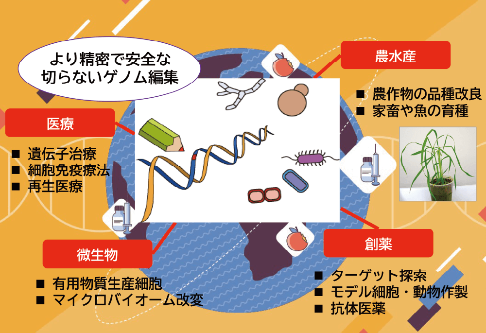 ゲノム編集研究